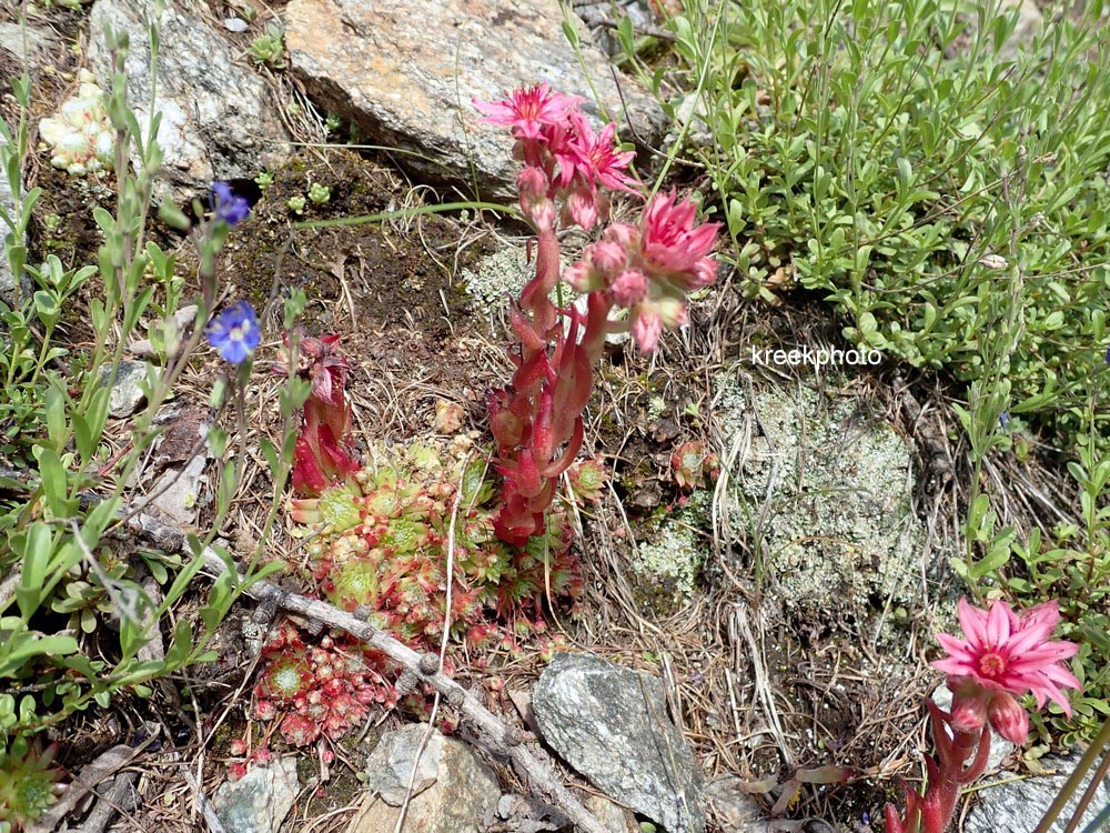Sempervivum arachnoideum