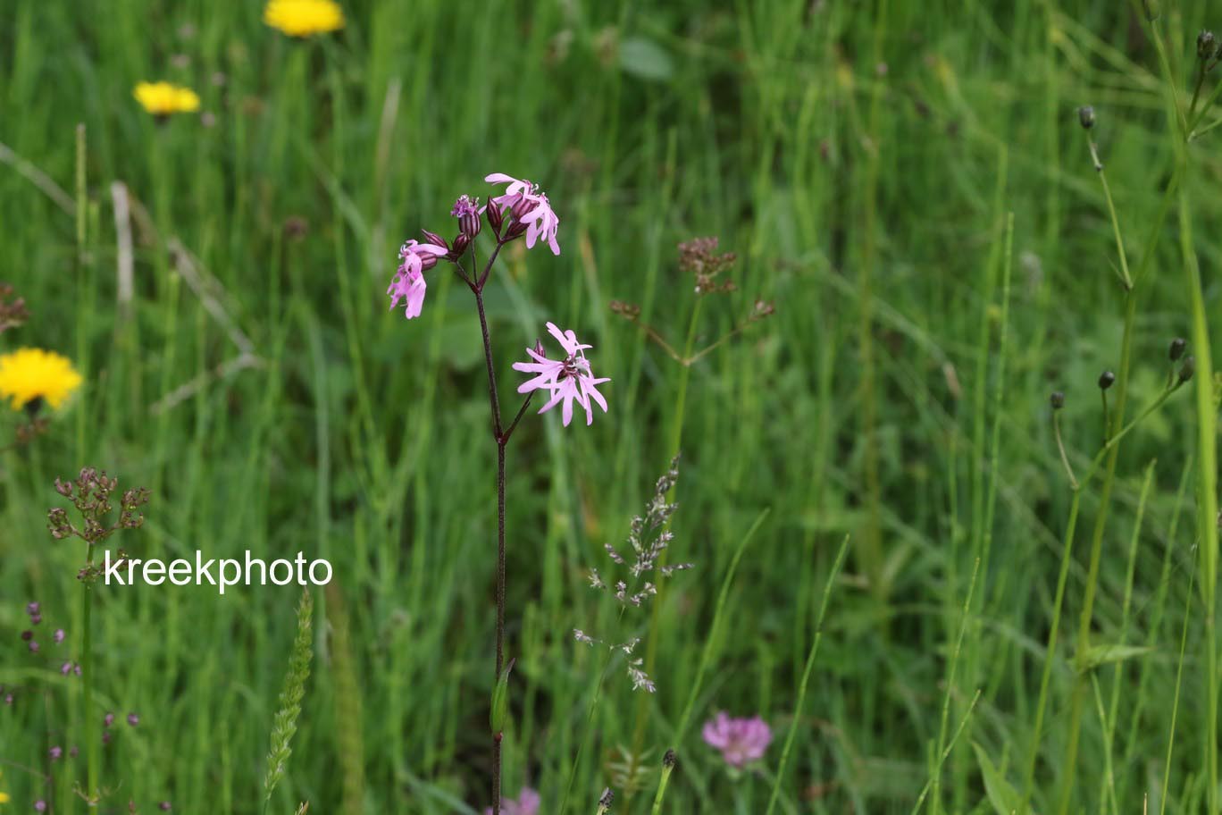 Silene dioica