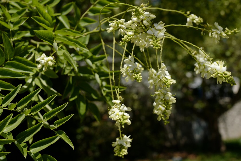 Styphnolobium japonicum