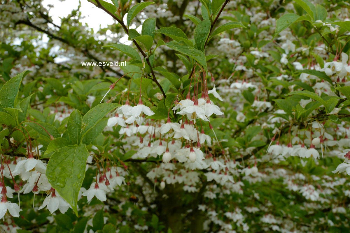 Styrax japonicus 'Peter Pan'