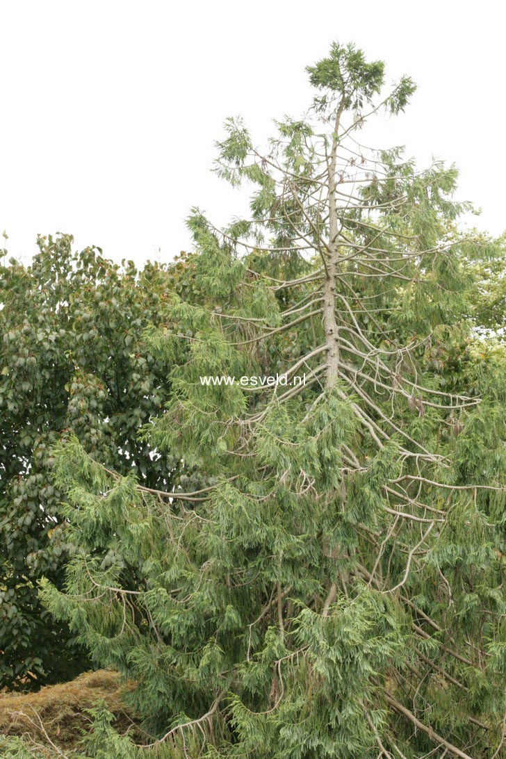 Taiwania cryptomerioides