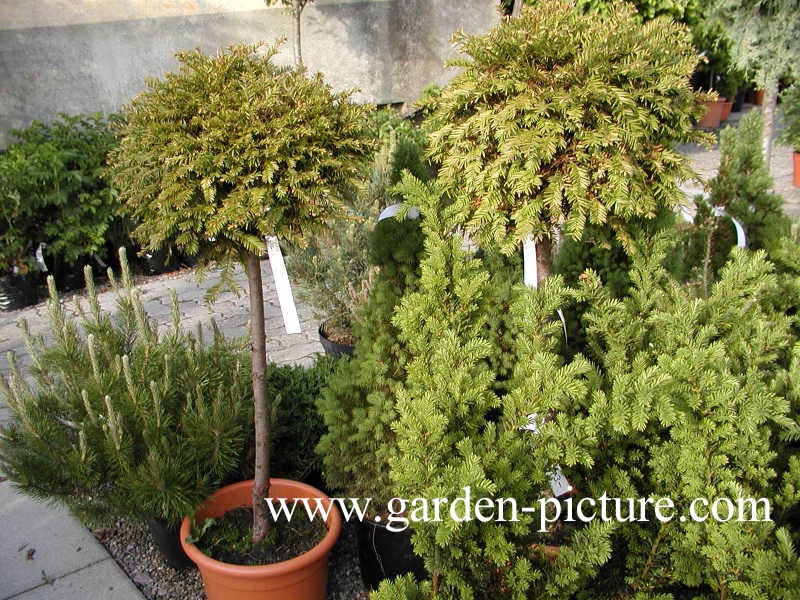 Taxus baccata