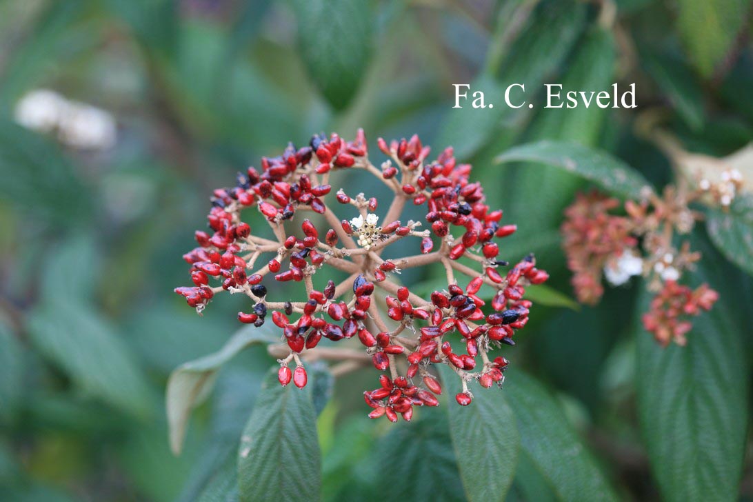 Viburnum rhytidophyllum 'Dart's Duke' (INTERDUKE)