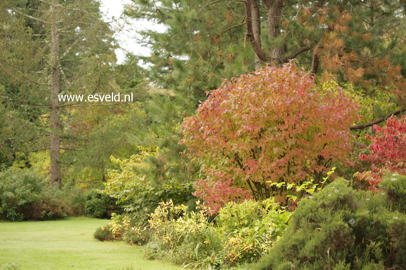 Viburnum sargentii 'Onondaga'