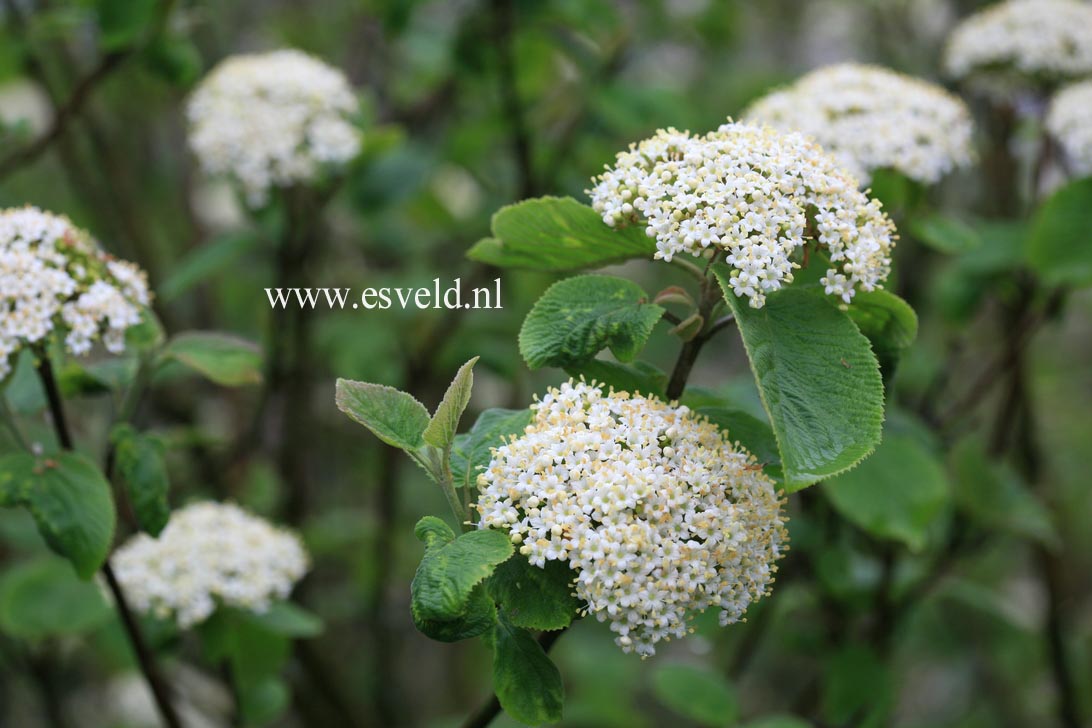Viburnum veitchii