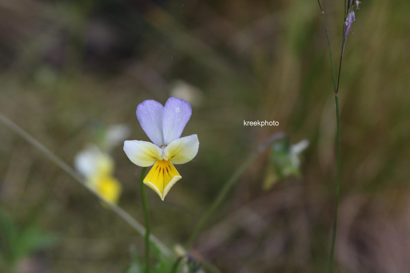 Viola cornuta