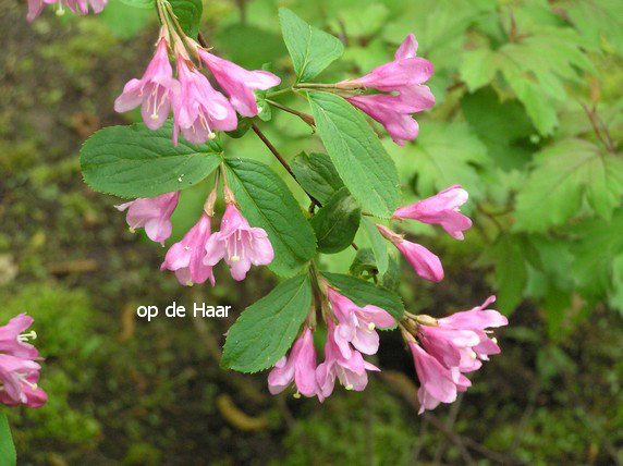 Weigela coraeensis