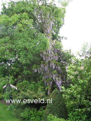 Wisteria floribunda