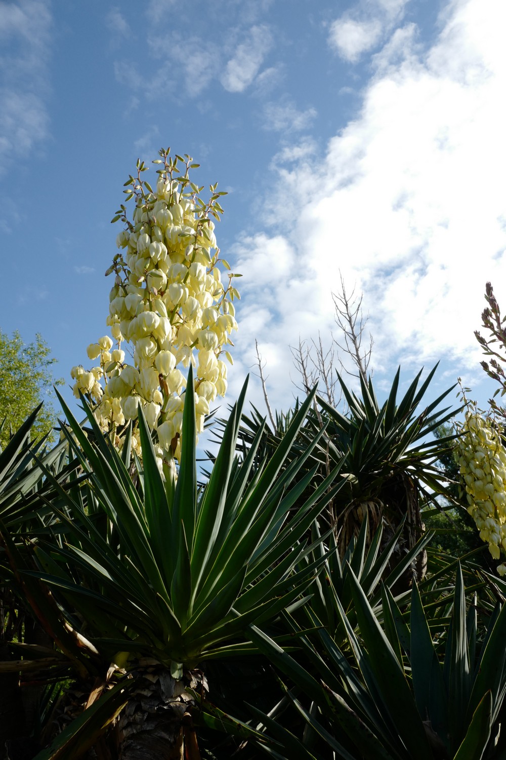 Yucca filamentosa