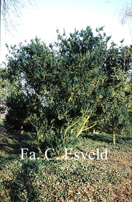 Buxus sempervirens 'Glauca' (15165)