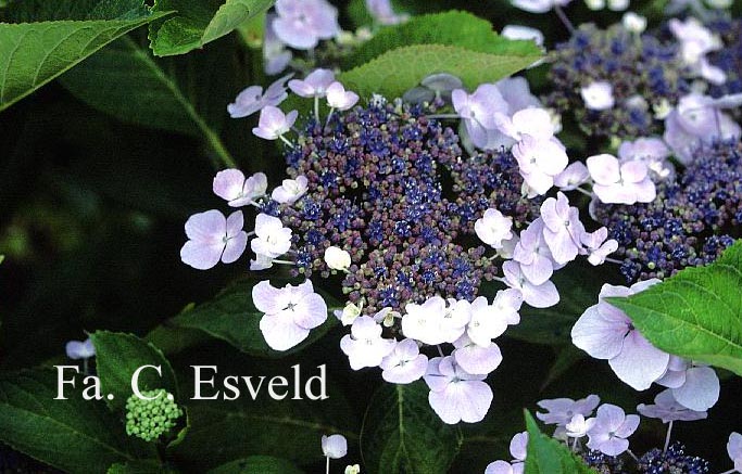 Hydrangea macrophylla 'Fireflame'