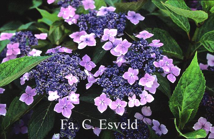 Hydrangea macrophylla 'Red Rock' (15333)