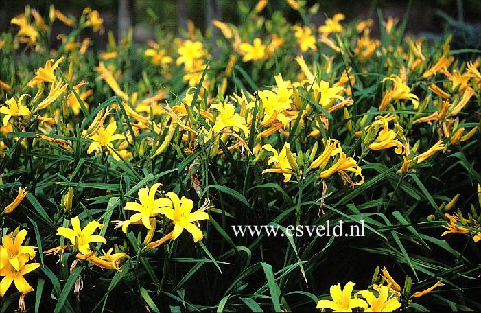 Hemerocallis 'Golden Scepter' (15519)