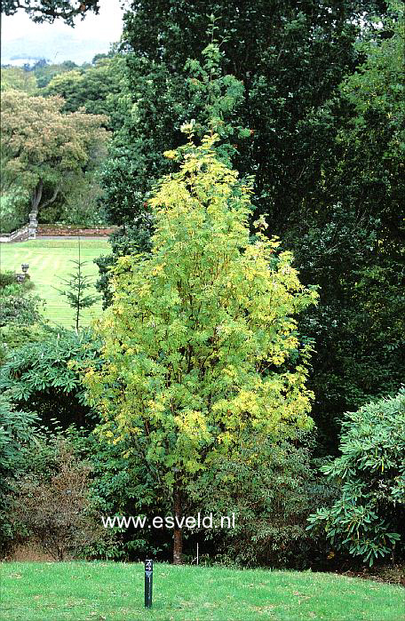 Sorbus aucuparia 'Beissneri'