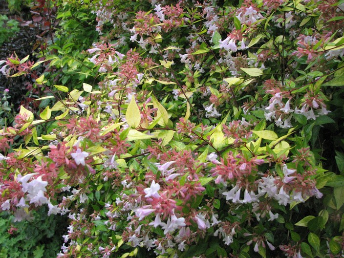 Abelia grandiflora 'Francis Mason'