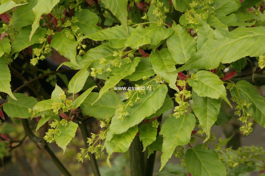 Acer davidii 'Rosalie'