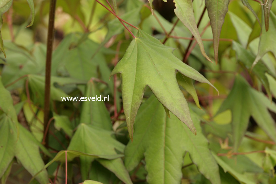 Acer longipes