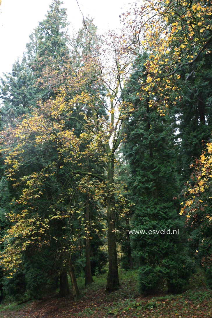 Acer macrophyllum