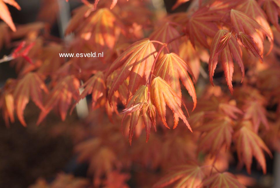 Acer palmatum 'Akane'