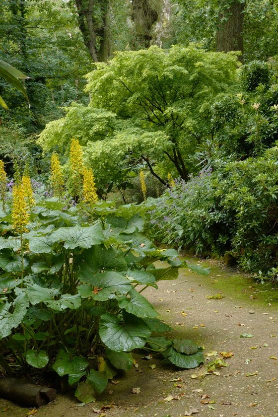 Acer palmatum 'Aureum'