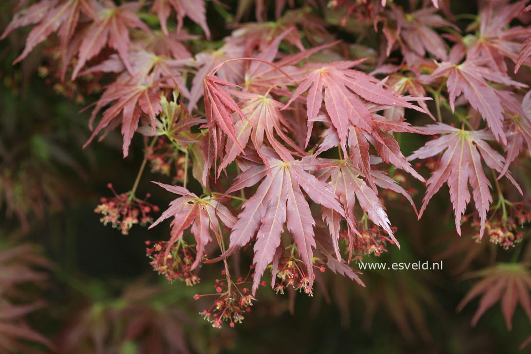 Acer palmatum 'Azuma-murasaki'