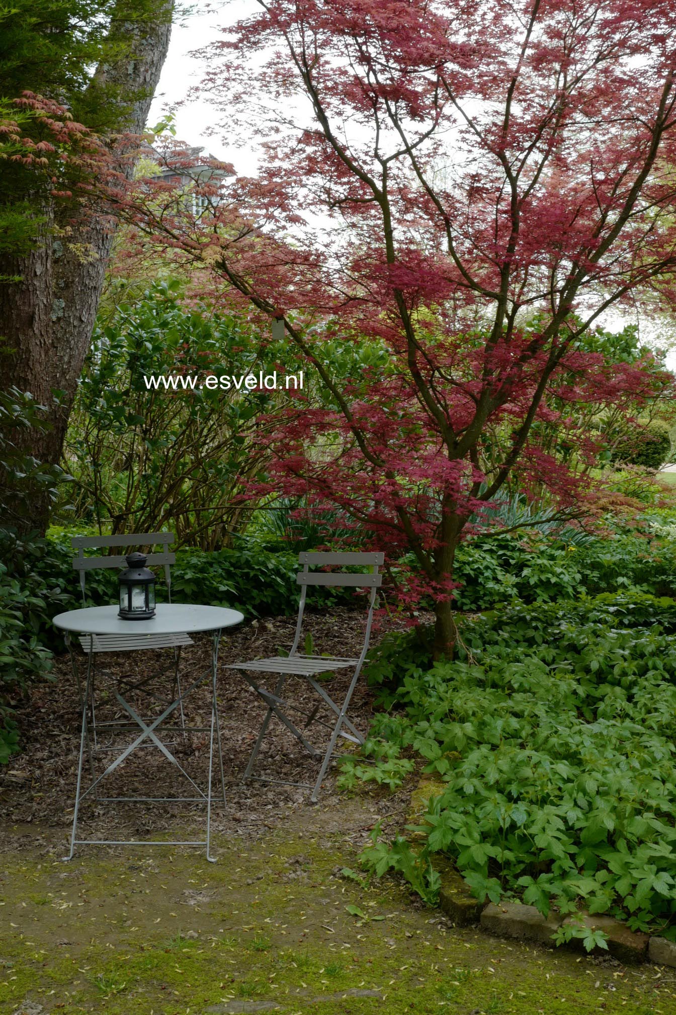 Acer palmatum 'De-shohjoh'