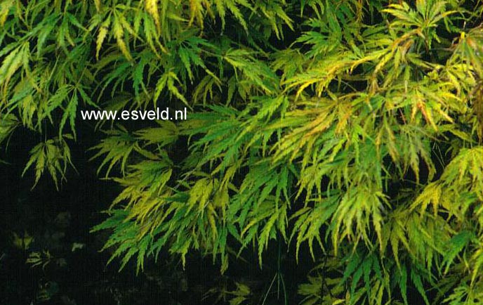 Acer palmatum 'Dissectum Paucum'