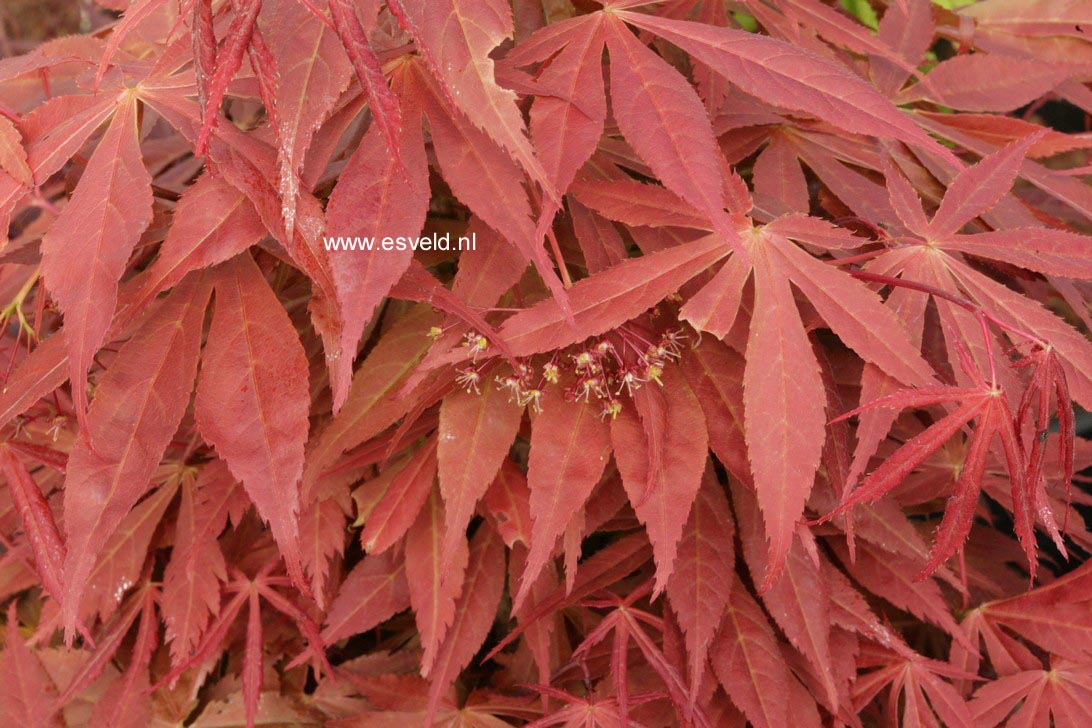 Acer palmatum 'Fior d'Arancio'