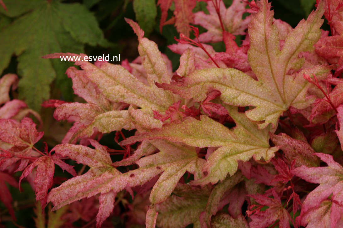 Acer palmatum 'Naniwa-beni'