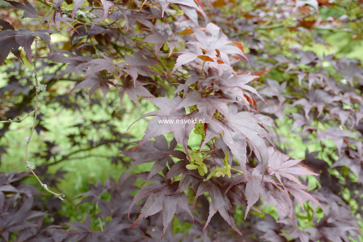 Acer palmatum 'Nigrum'