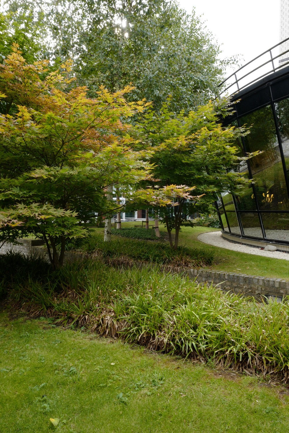 Acer palmatum 'Omato'