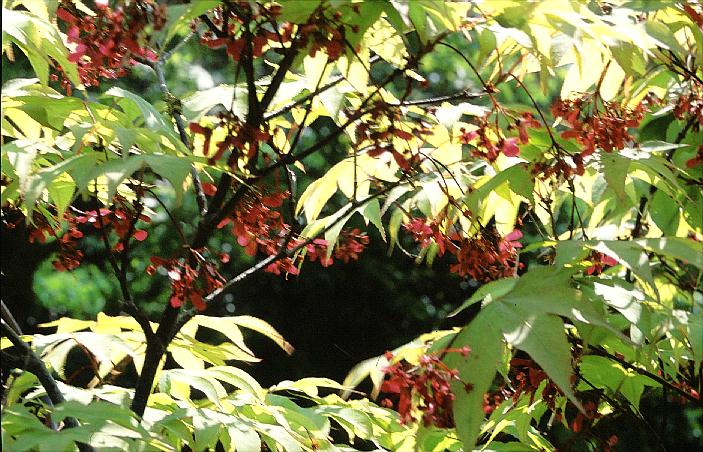 Acer palmatum 'Osakazuki'