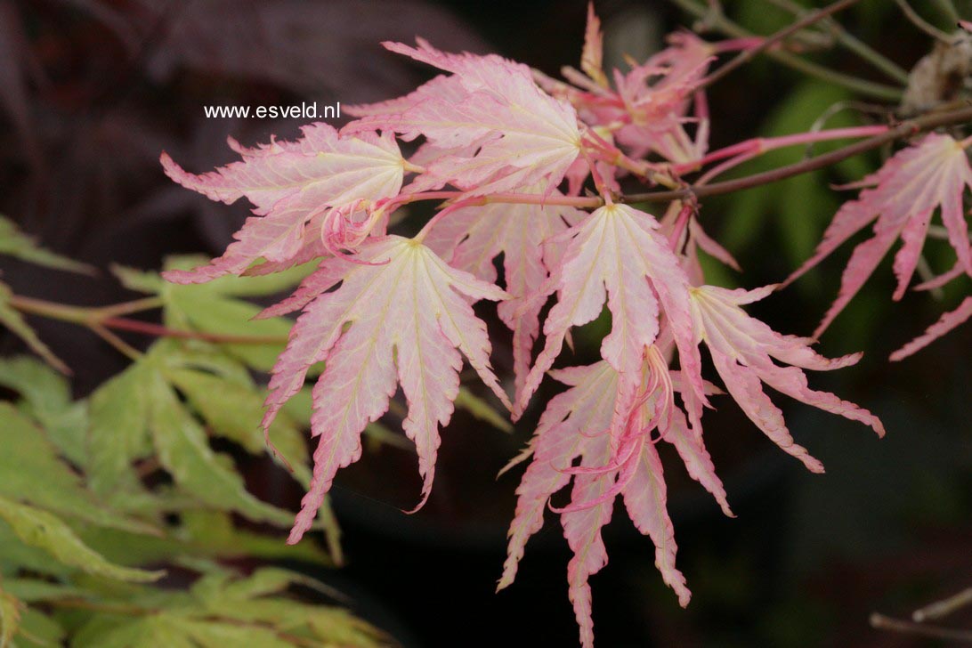 Acer palmatum 'Peve Multicolor'