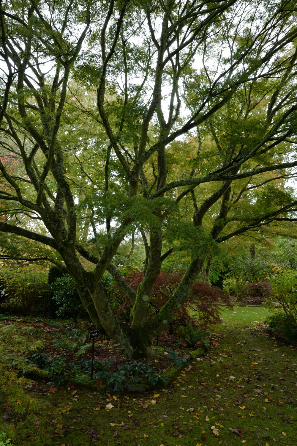 Acer palmatum 'Seiryu'