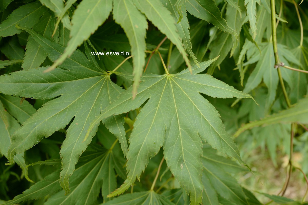 Acer palmatum 'Westonbirt Spreading Star'
