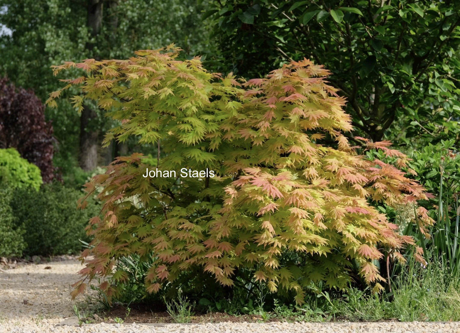 Acer shirasawanum 'Autumn Moon'