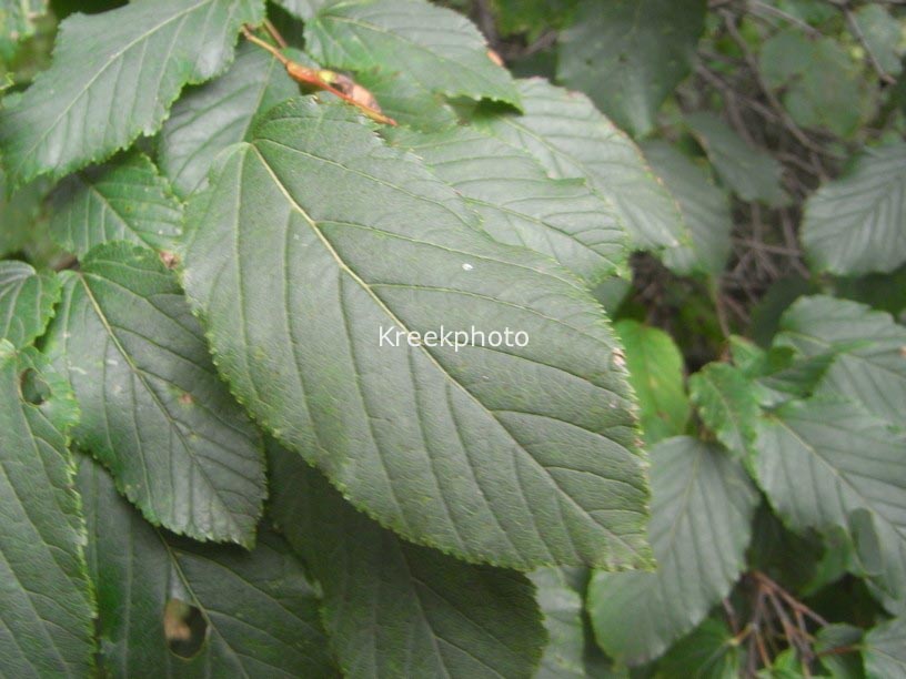Acer tataricum