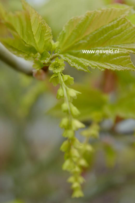 Acer tegmentosum