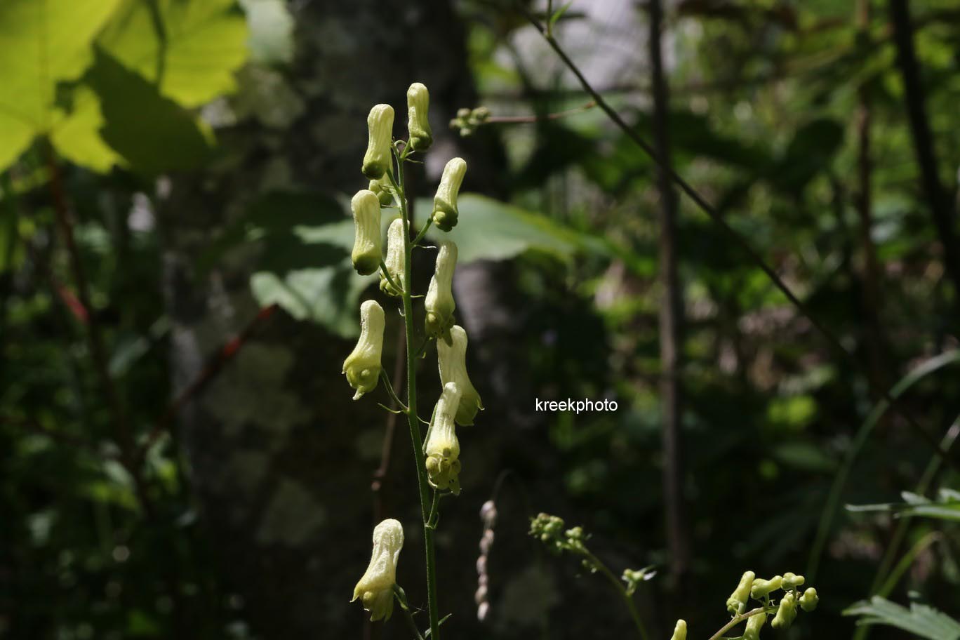 Aconitum vulparia