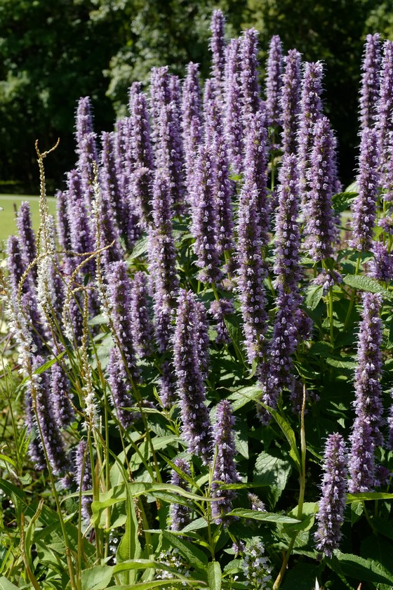 Agastache 'Black Adder'