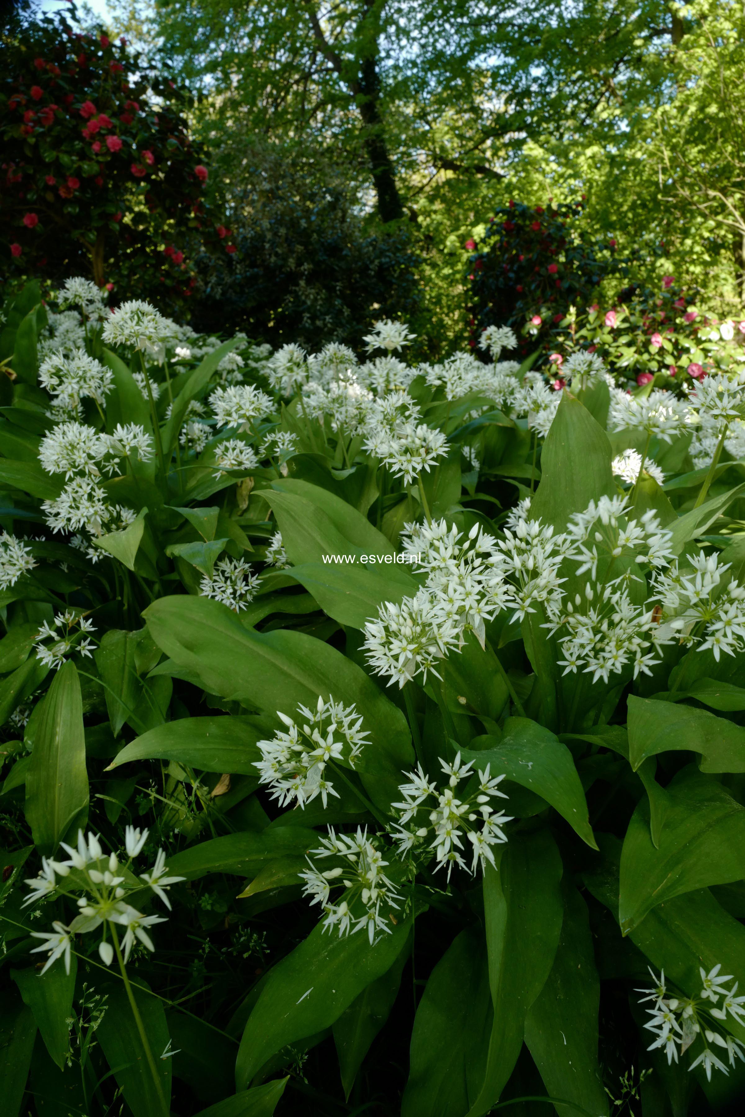 Allium ursinum