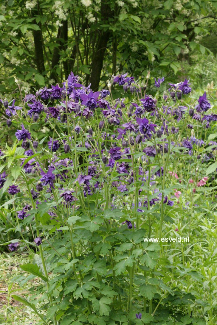 Aquilegia vulgaris