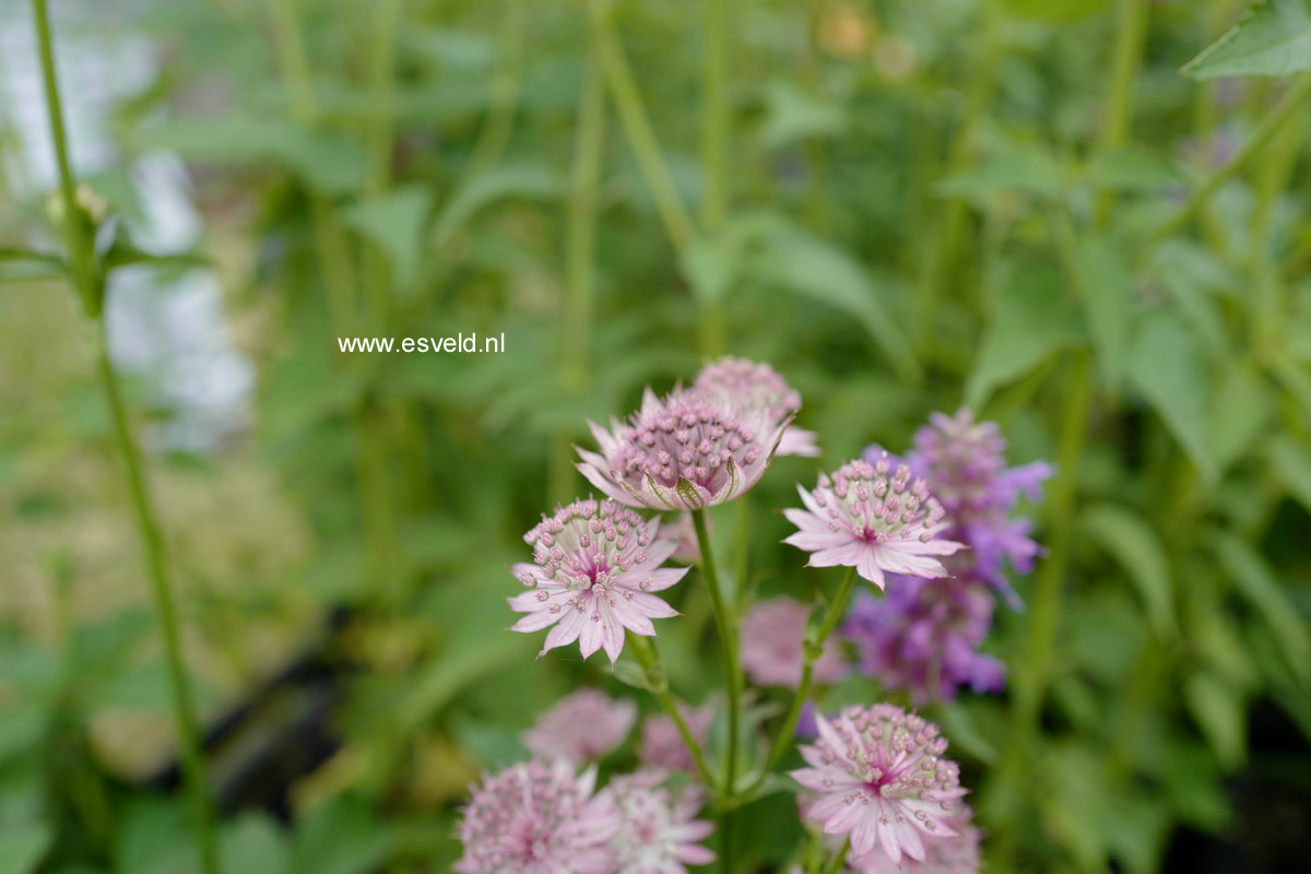 Astrantia major 'Roma'