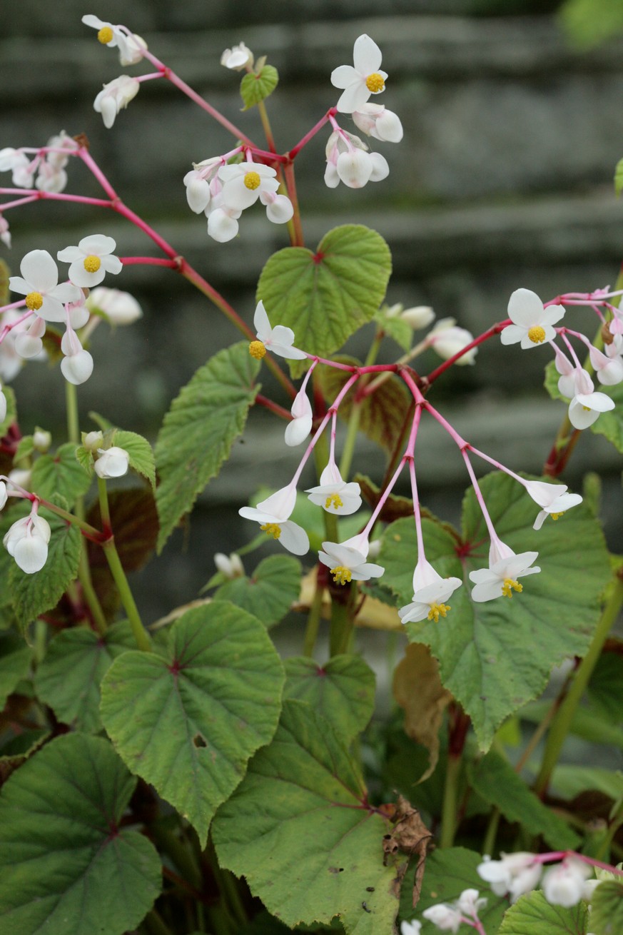 Begonia grandis
