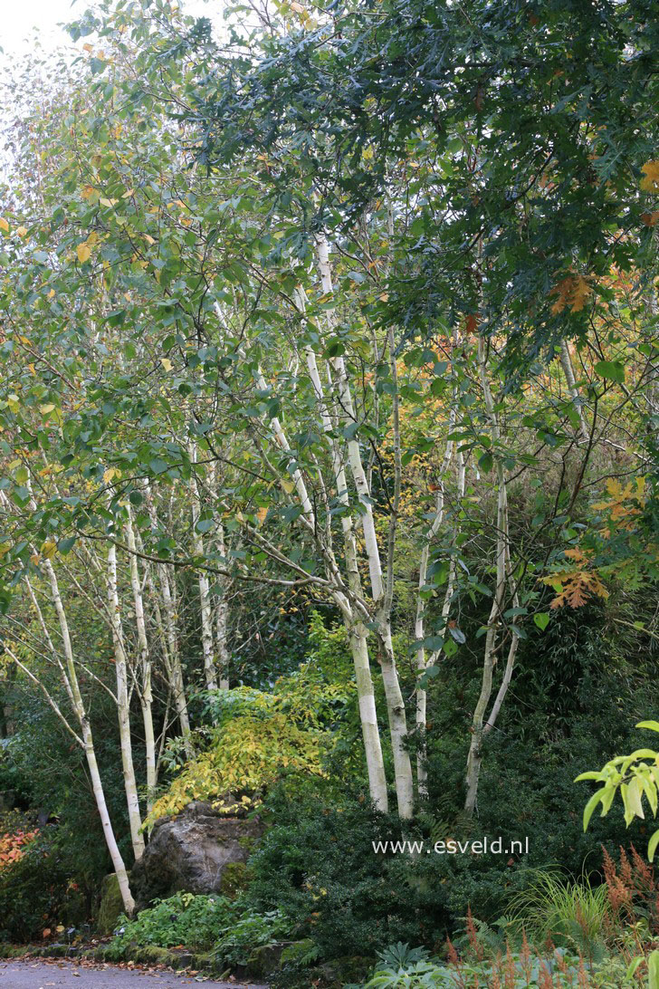 Betula utilis 'Doorenbos'