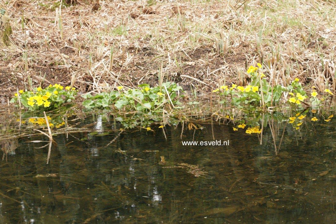 Caltha palustris