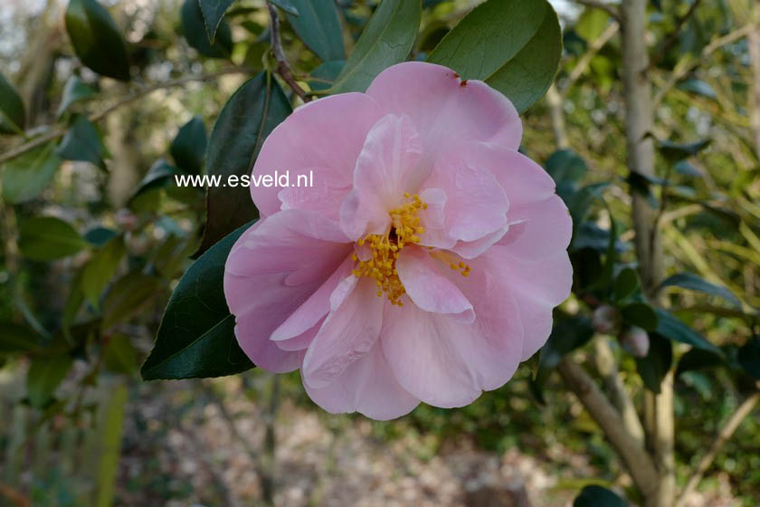 Camellia 'Pink Icicle'