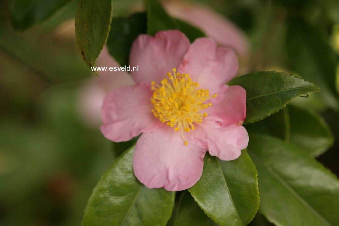 Camellia 'Winter's Star'