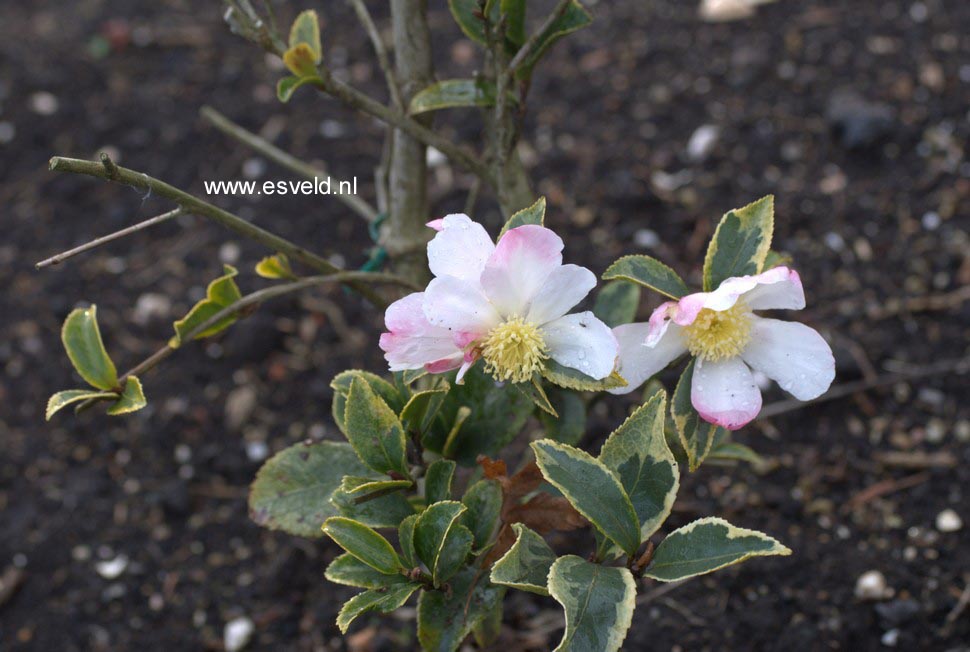 Camellia sasanqua 'Rainbow'
