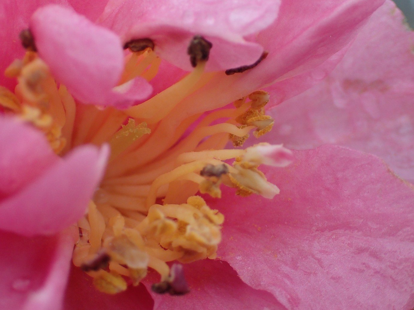 Camellia sasanqua 'Showa-no-sakae'